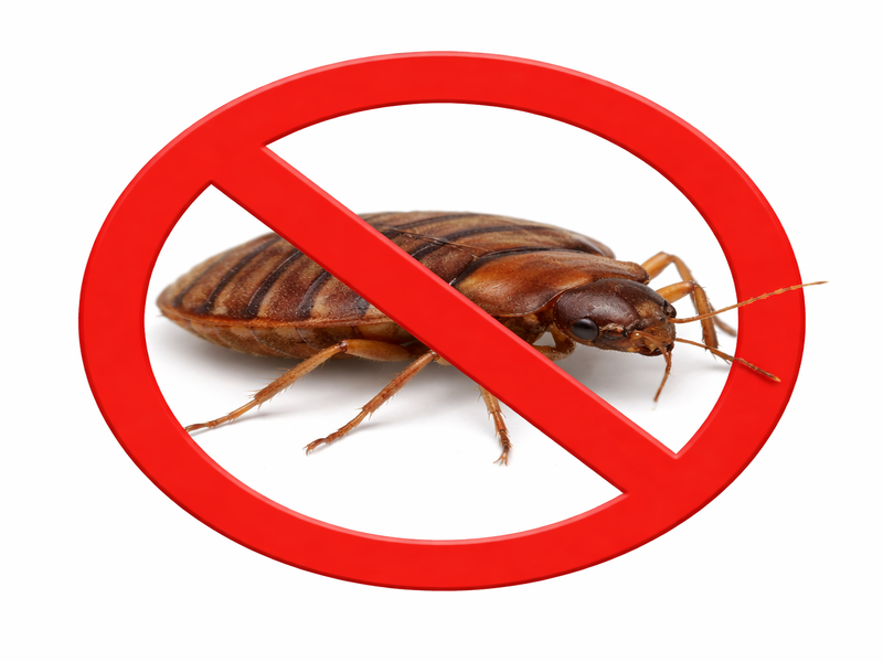 Bed Bug Treatment