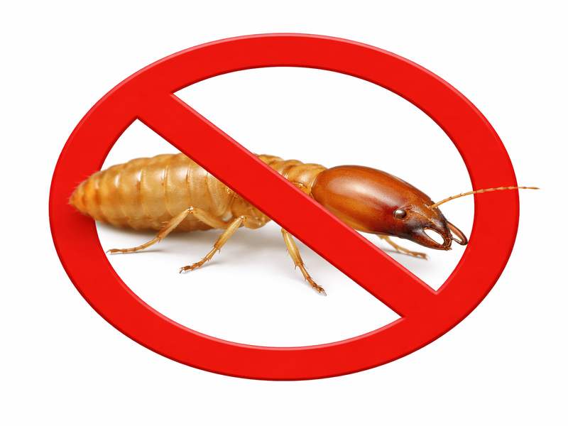 Termite Control